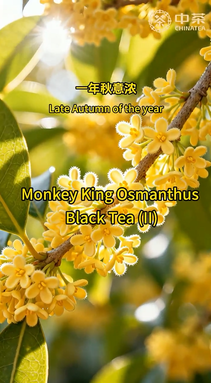 412: Monkey King Osmanthus Black Tea (II)