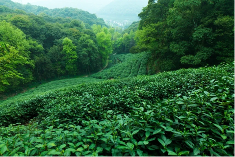 The sheer strength of Shifeng Longjing: Why is it the undisputed 'MVP' of green teas?