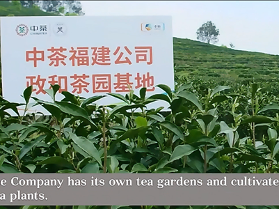 243: China Tea (Fujian) established 1950