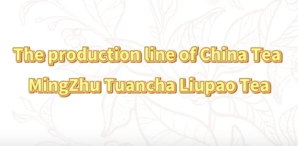 312: China Tea MingZhu Tuancha Liupao Tea