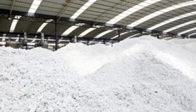 Pulp & Paper