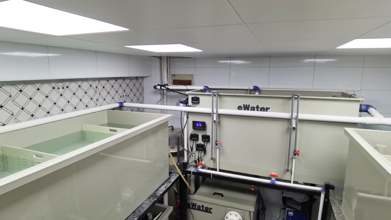 Live sturgeon holding system
