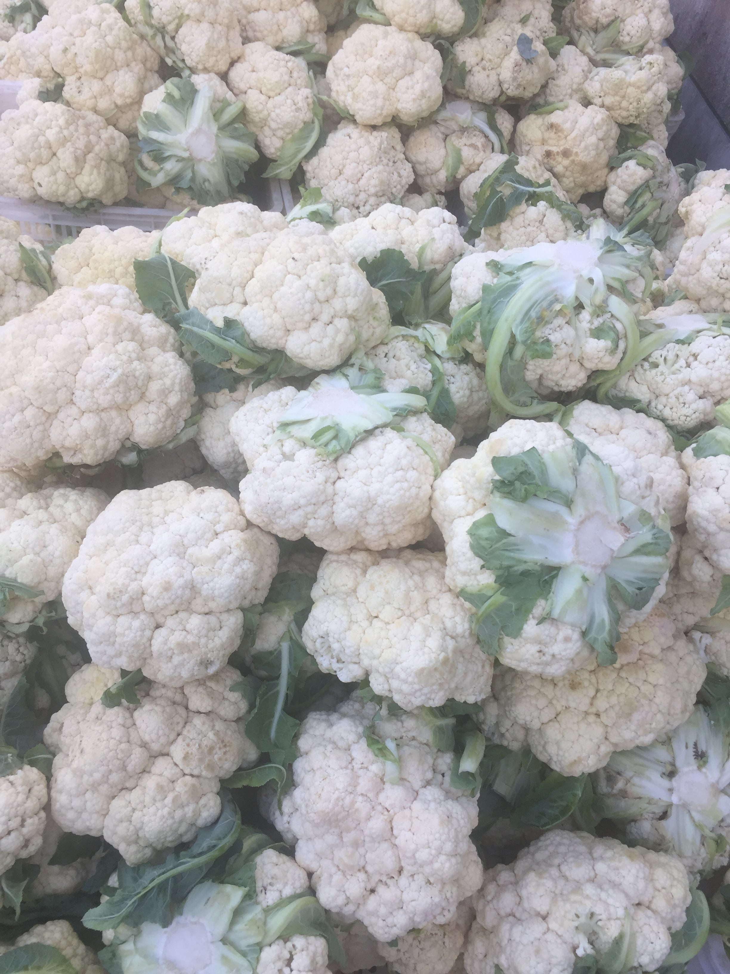 Which Frozen Cooked Foods Are Bestsellers in Export Market25