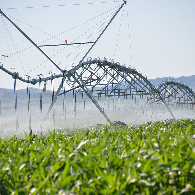 Sustainable farming practices with central pivot irrigation.