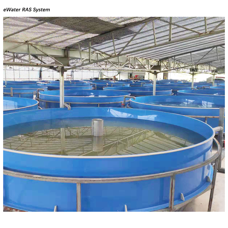Pisciculture Fish Farming Trout Incubator Shrimp System RAS supplier