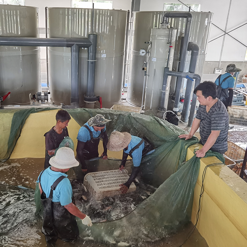 RAS Intensive Recirculating Aquaculture System for Indoor Farming supplier