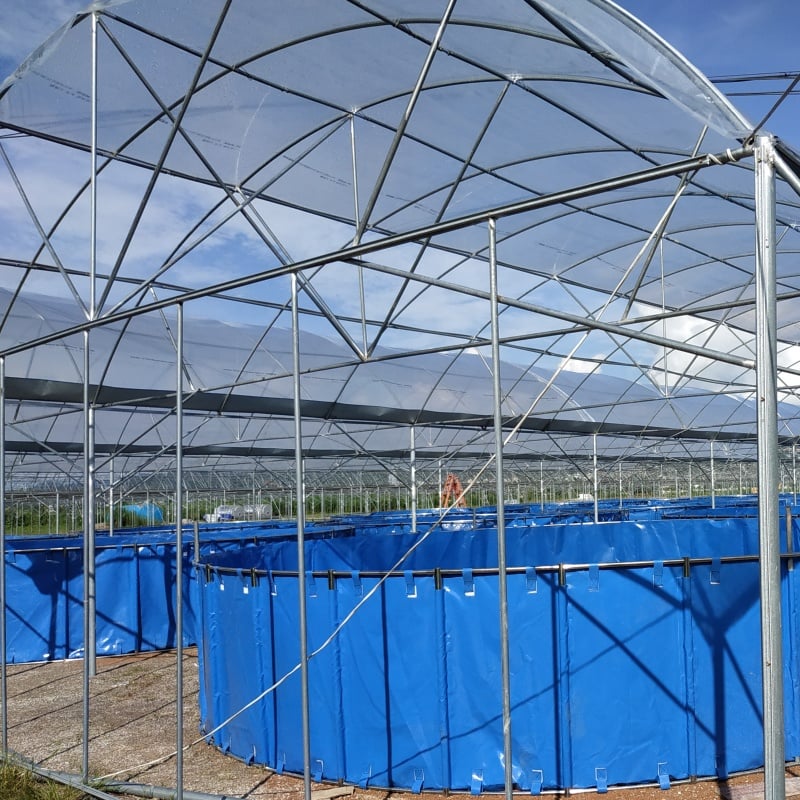 Commercial Aquaponic System and Fish Farming System supplier