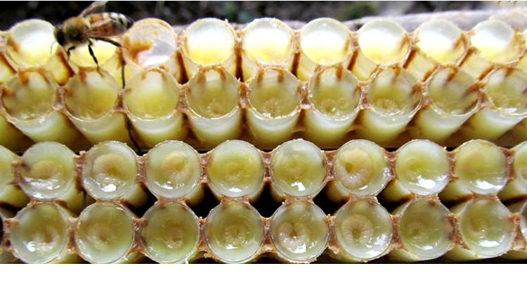 Fresh Royal Jelly supplier