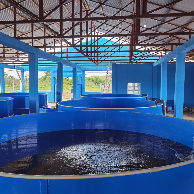 Intensive RAS Fish Farming For Land-based Pond Fish Farm supplier