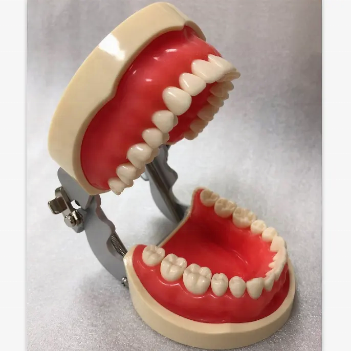 Compatible Typodont Nissin Dental Model with 32 28 Loose Teeth for Replacement factory