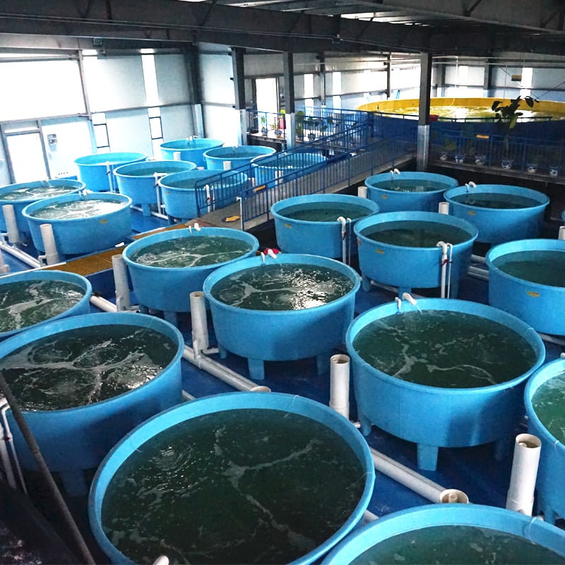 Indoor RAS Shrimp Farming Tanks/Indoor Fish Farming Tanks details