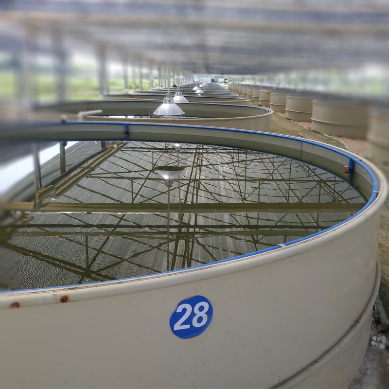 Indoor RAS Shrimp Farming Tanks/Indoor Fish Farming Tanks manufacture