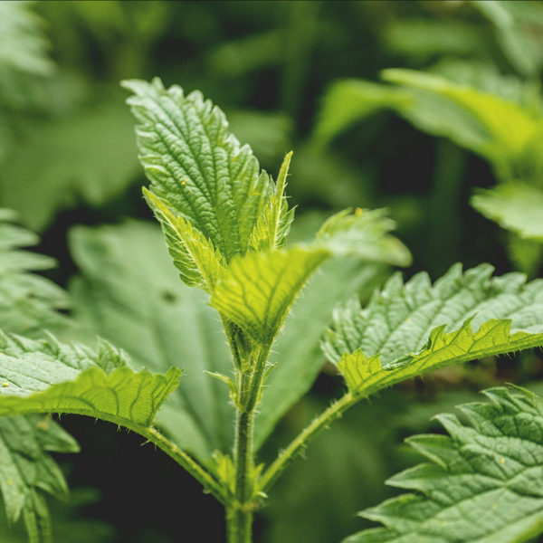 Répulsif contre les insectes